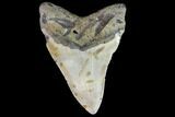Fossil Megalodon Tooth - North Carolina #86970-2